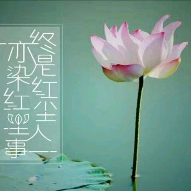 枫叶