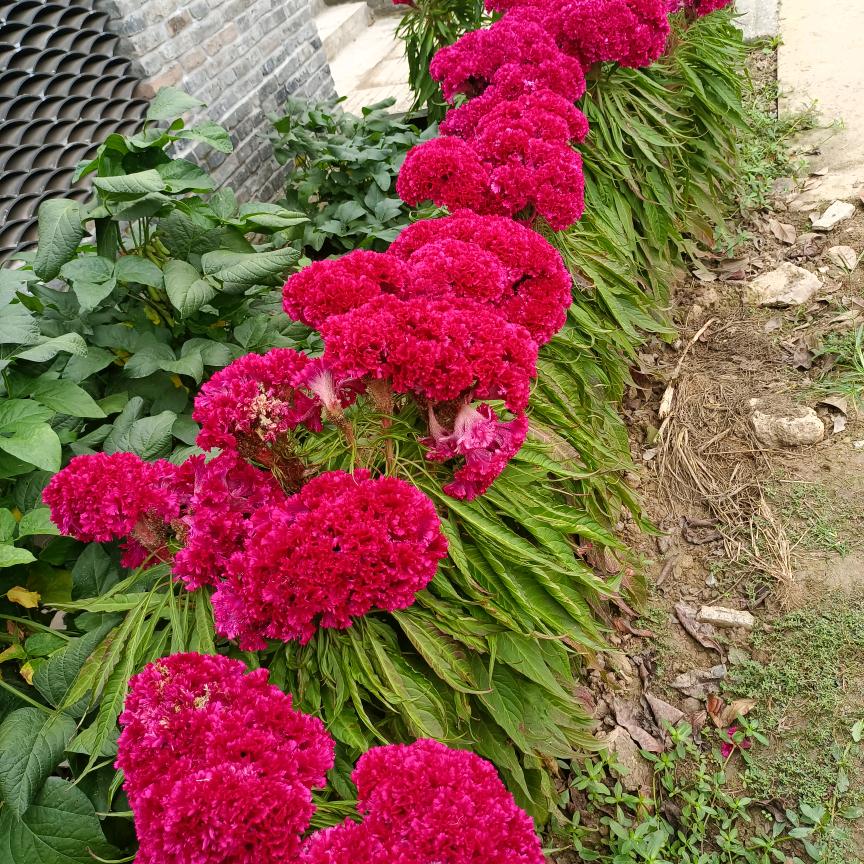 一只小小鸟
