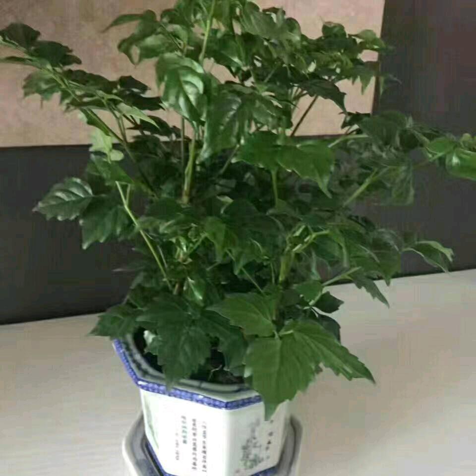真诚