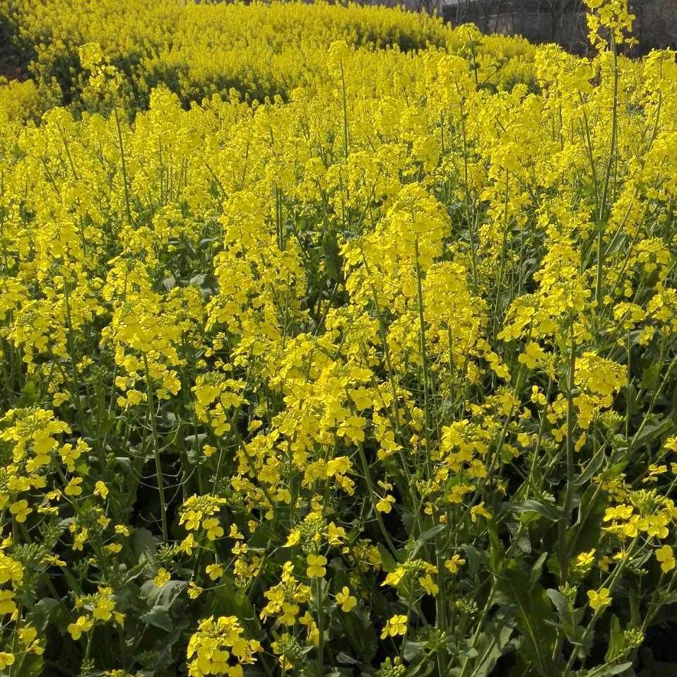 庞统（庞士元）