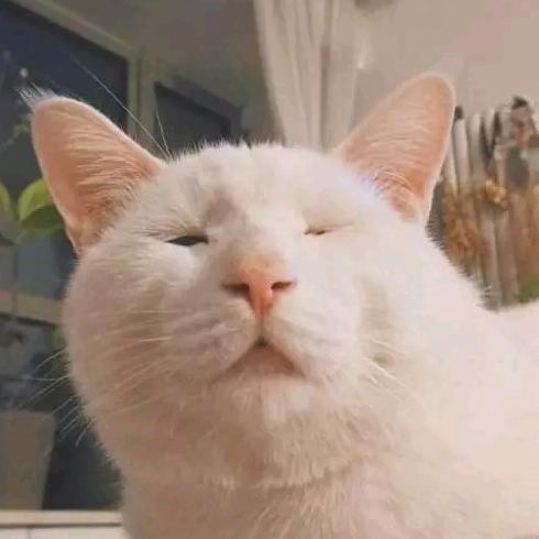 猫叔玩游戏