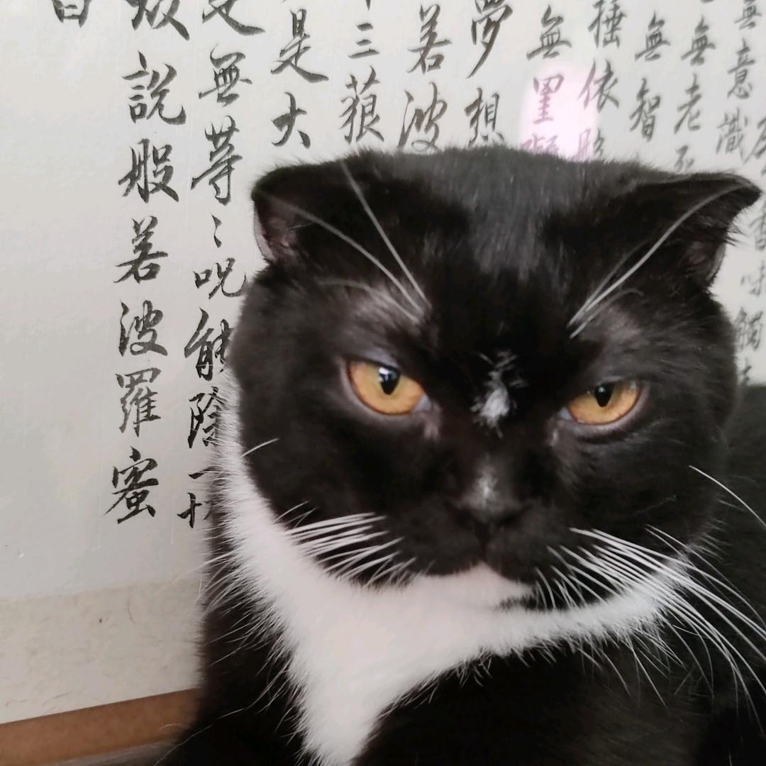 珠珠