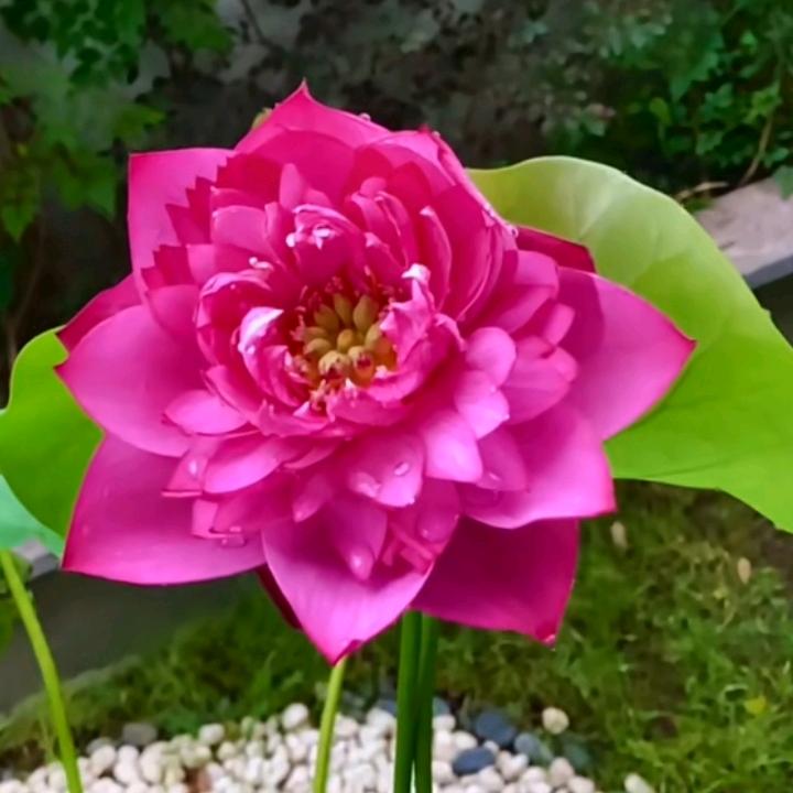 杨.🌹