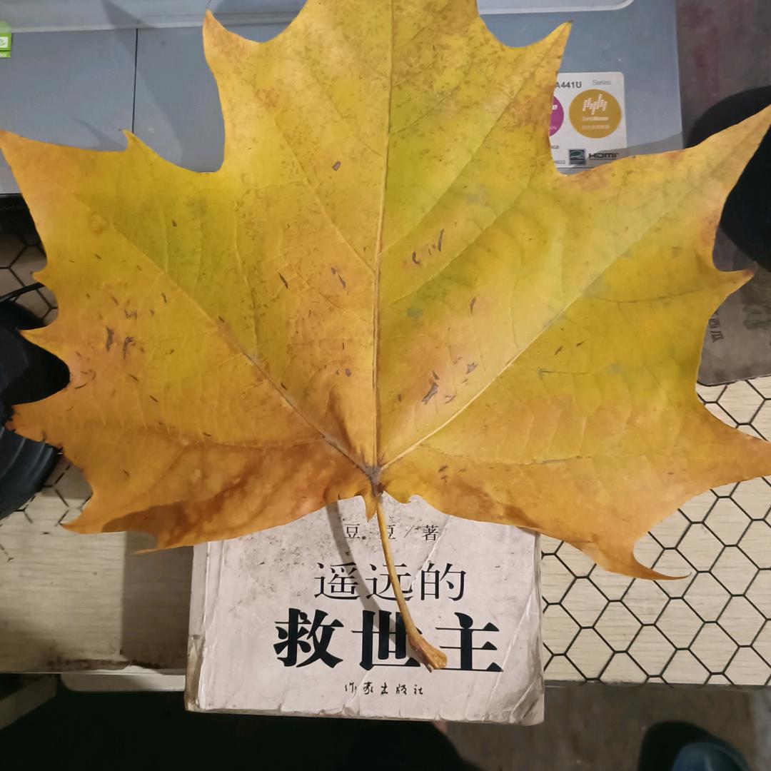 煤球青年