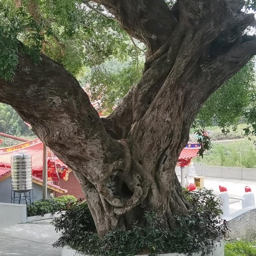 没心没肺活着