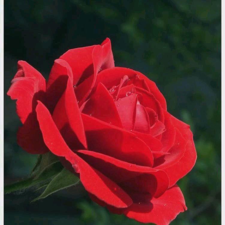 小花