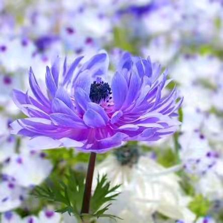 五十铺贝贝童装童鞋