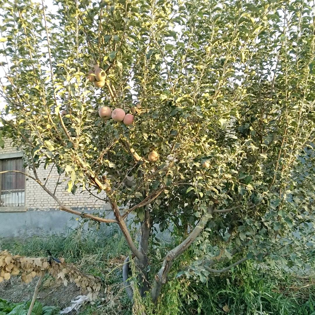 liuhan