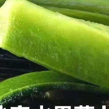 振哥沙窝萝卜