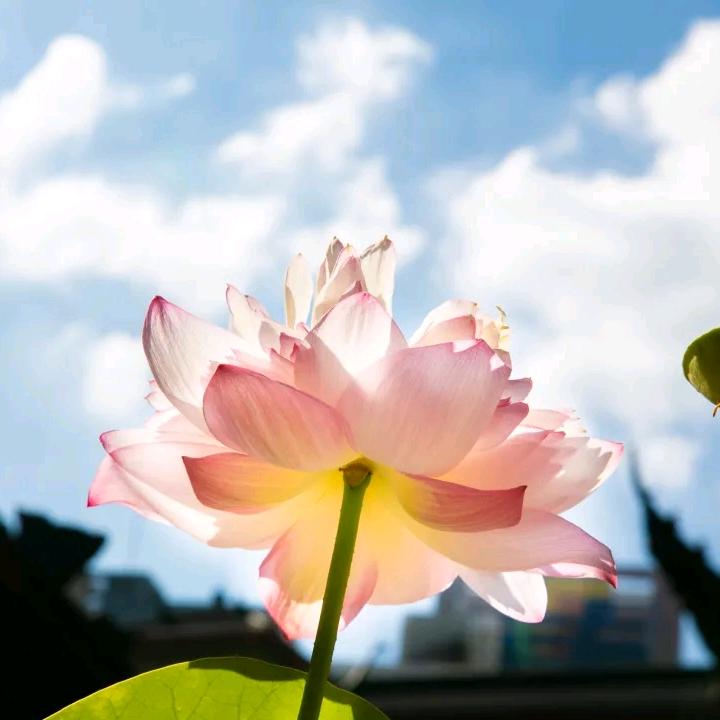 忙碌的蜻蜓