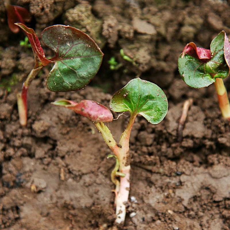 山里娃（美食）
