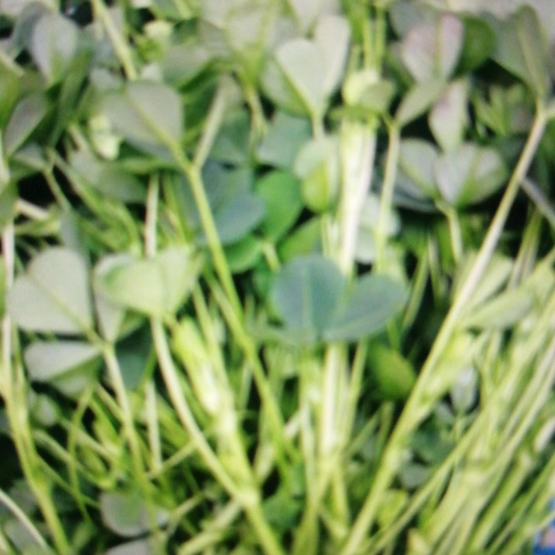 春季万物复苏
