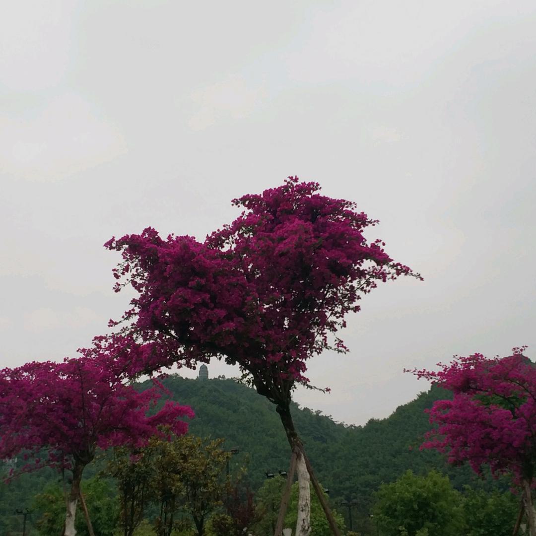 周悦