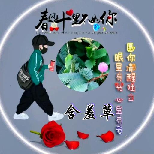 含羞草
