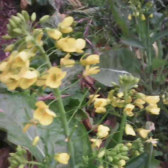 幸福之家