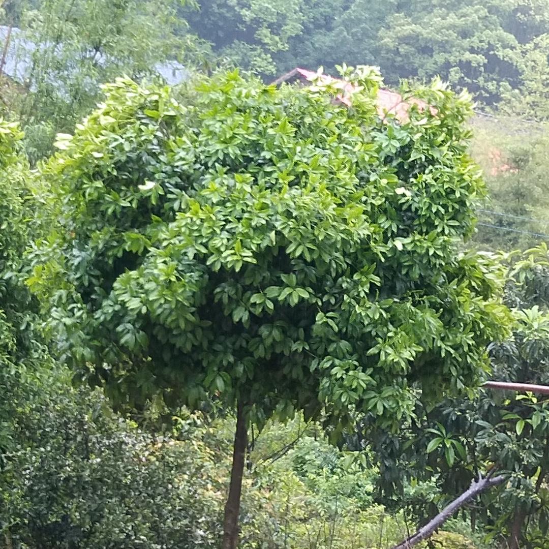 慢成