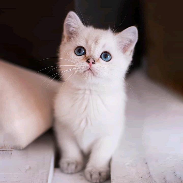 舞得进