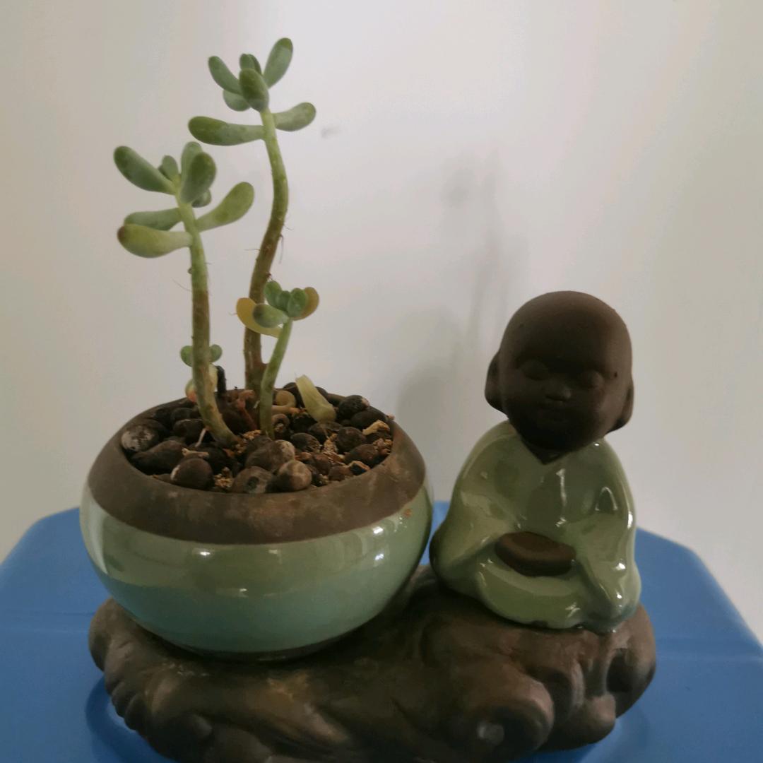刚