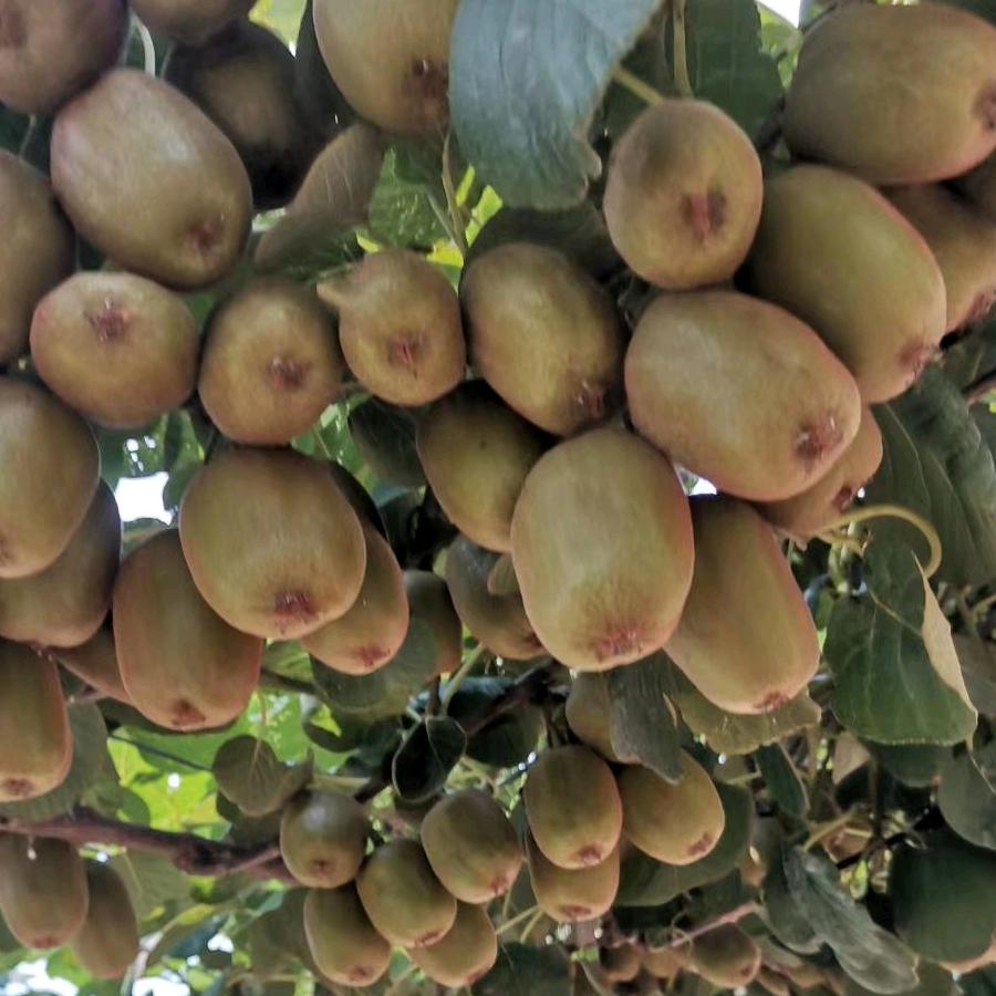 昌乐县(聚缘)果蔬种植专业合作社