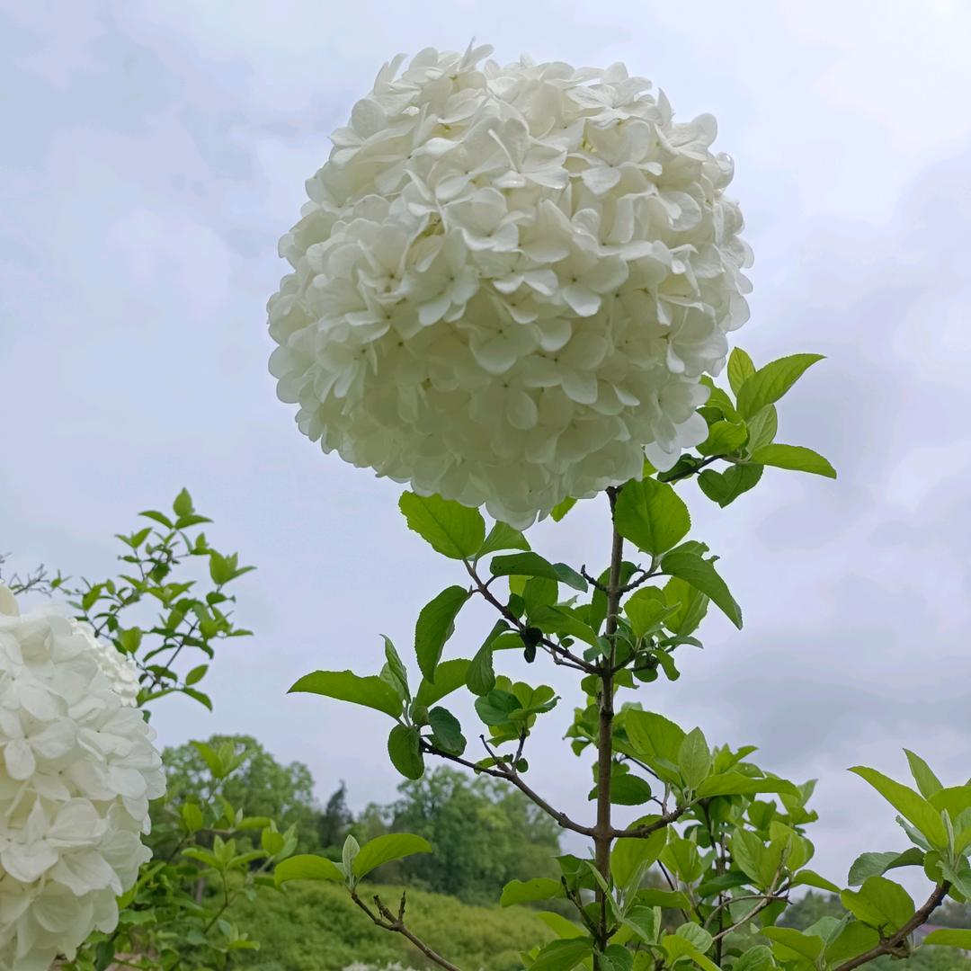盛夏果实