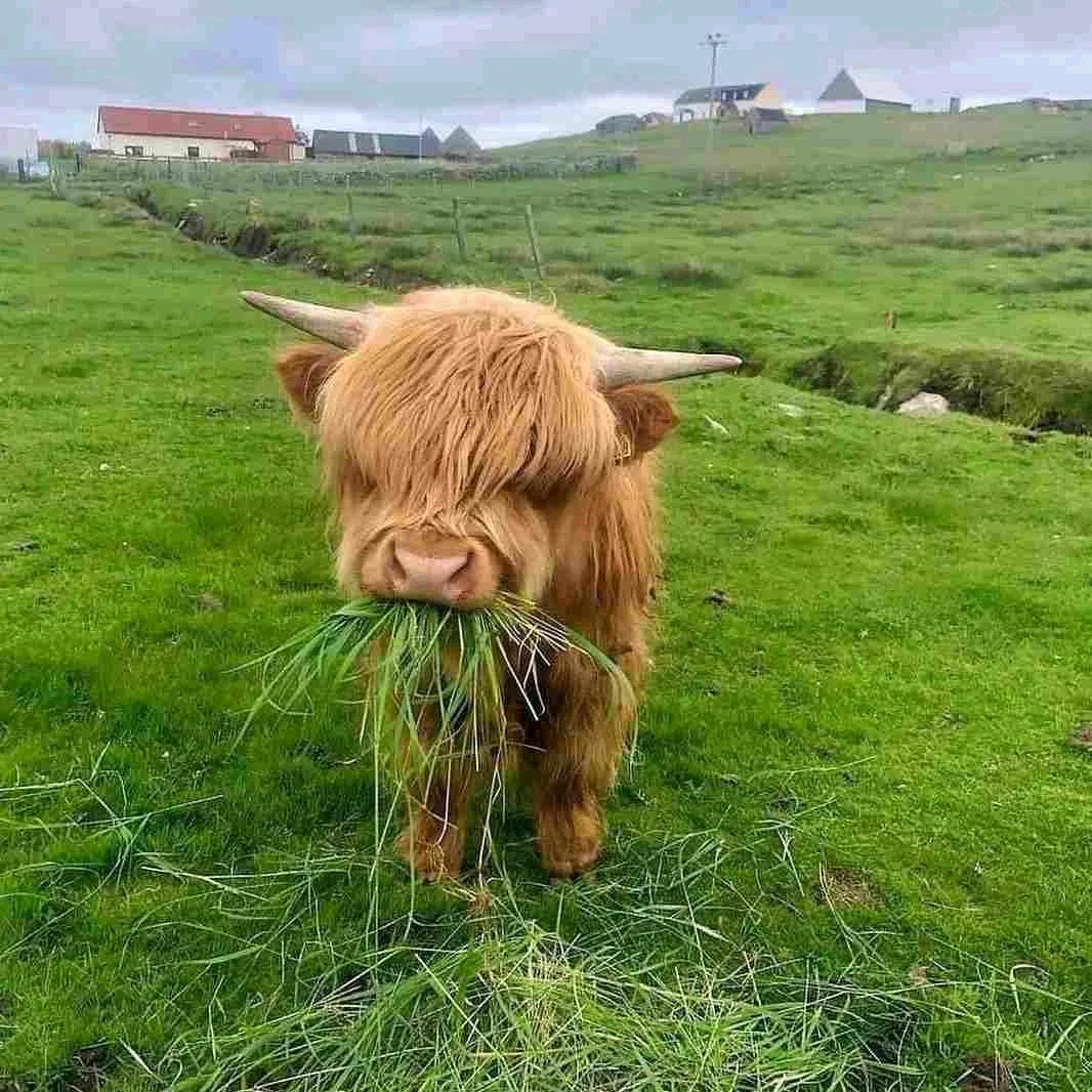 小黄牛不吃草