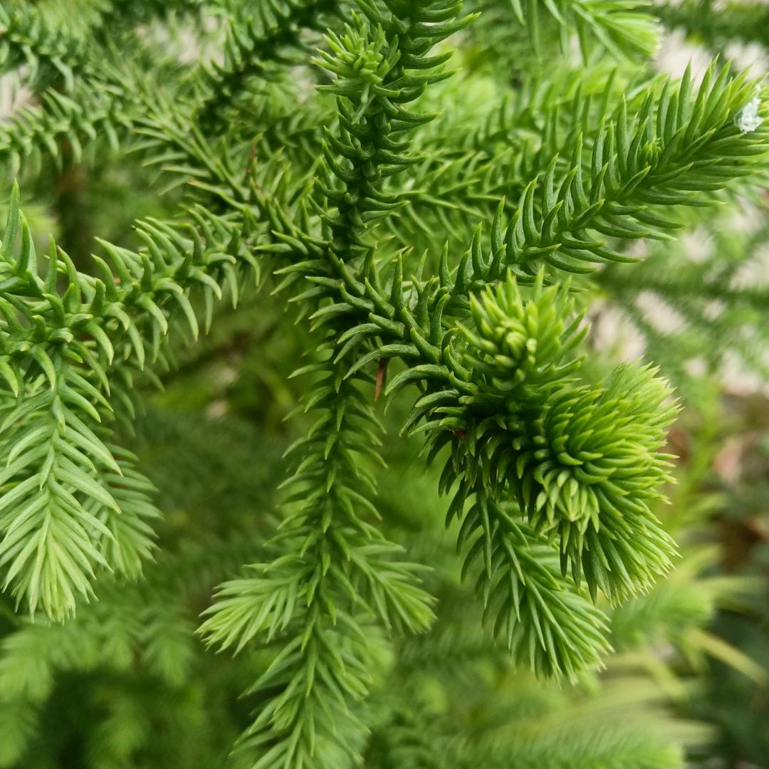 夏日小苗