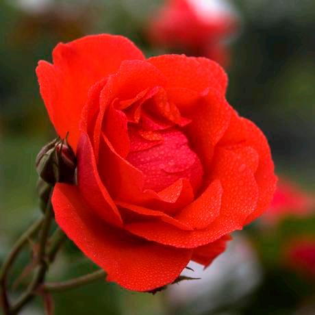 美好幸福一家人