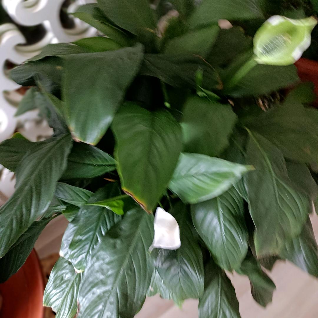 一帆i风顺