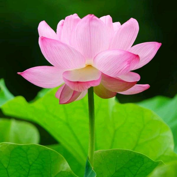 水莲花