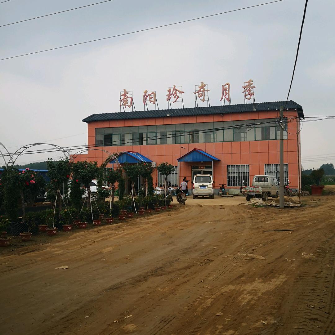 南阳卧龙区石桥镇珍奇月季繁育基地
