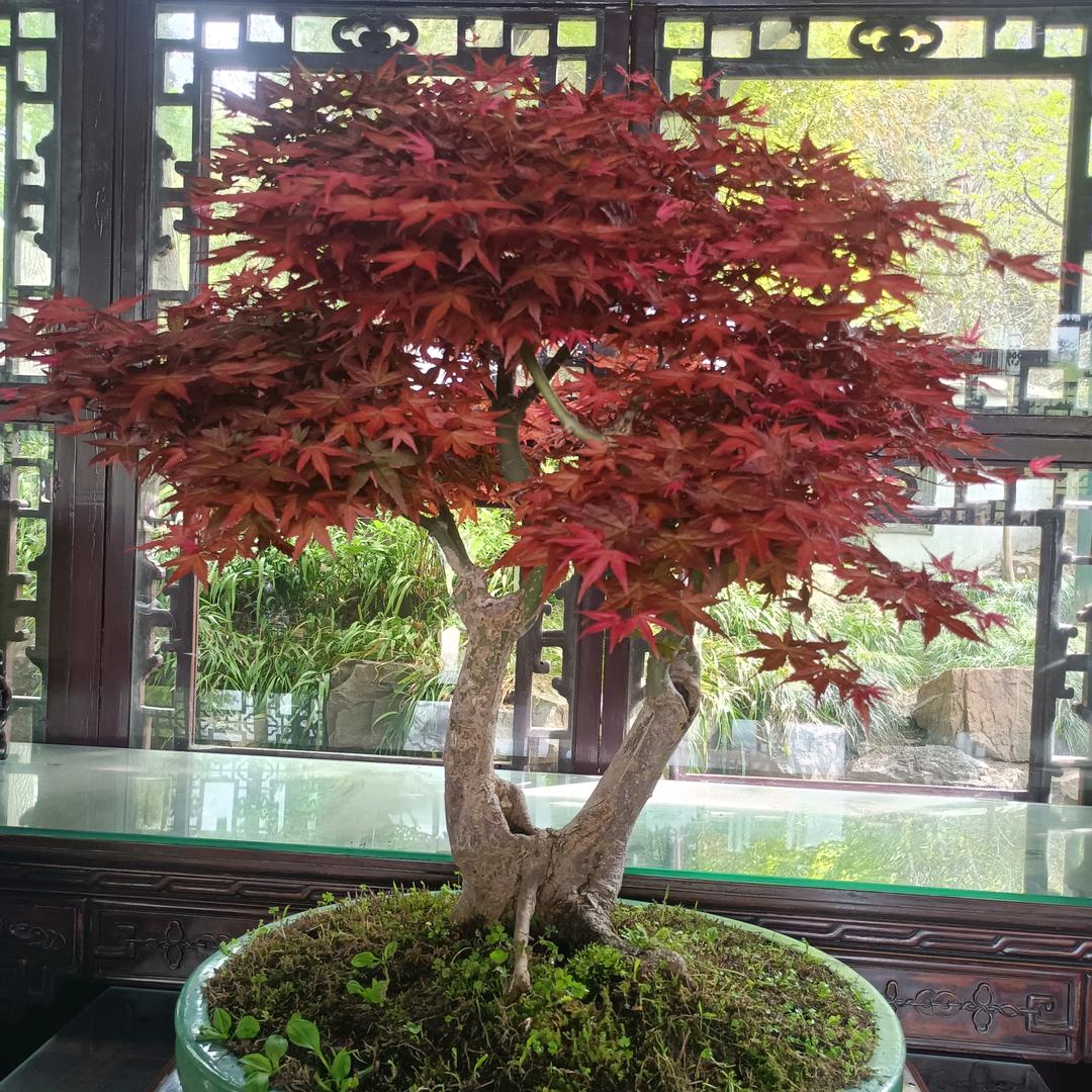 泗海依居∴草坪；苗木