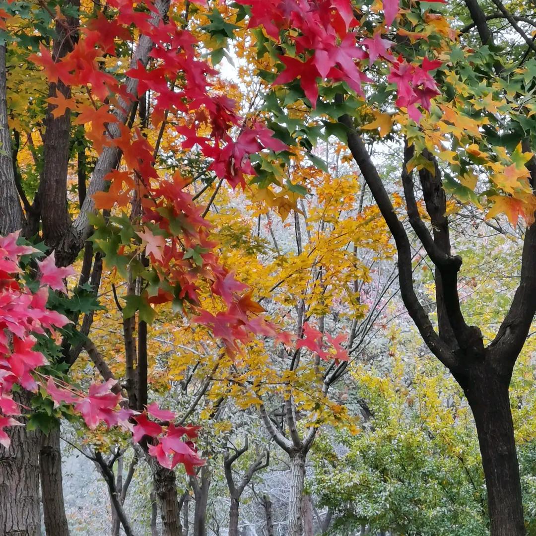 斑斓的秋