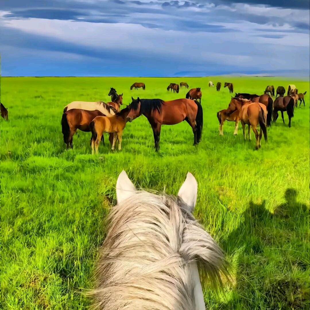 乌兰阿牧家庭牧场