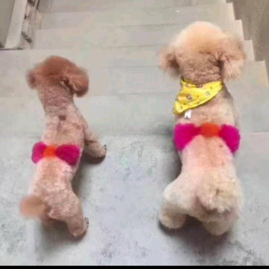 狗蛋妈妈（橱窗有好物）