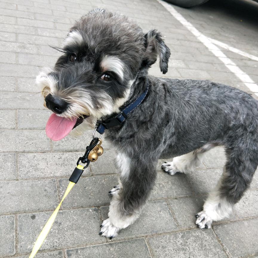 我有小海苔🐶