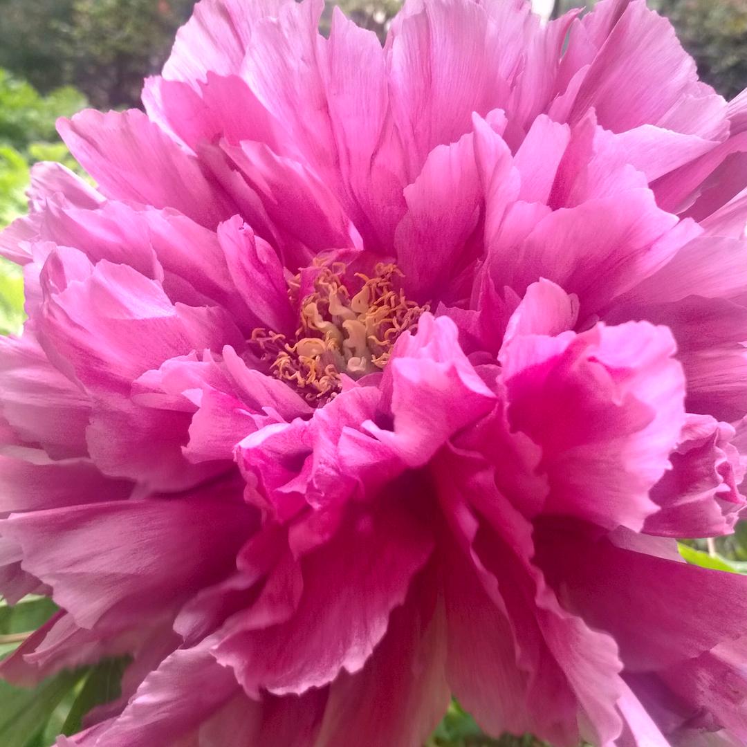 玫瑰花