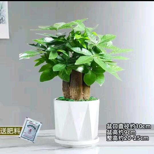 秋菊犹有傲霜枝