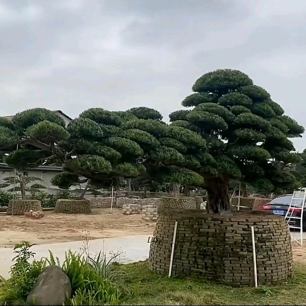 杨三狼园艺造型师傅（盆景）