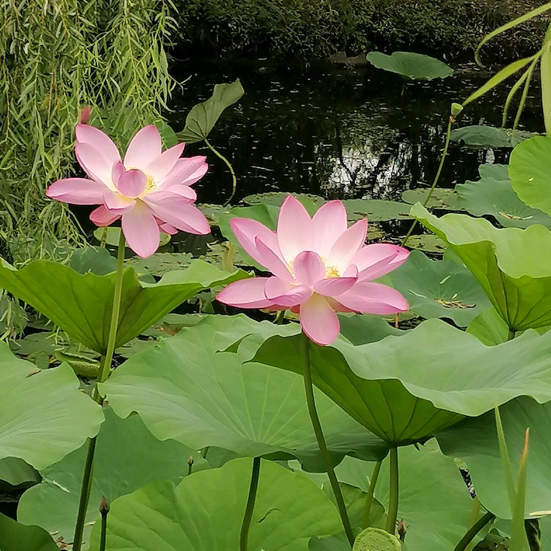 丽