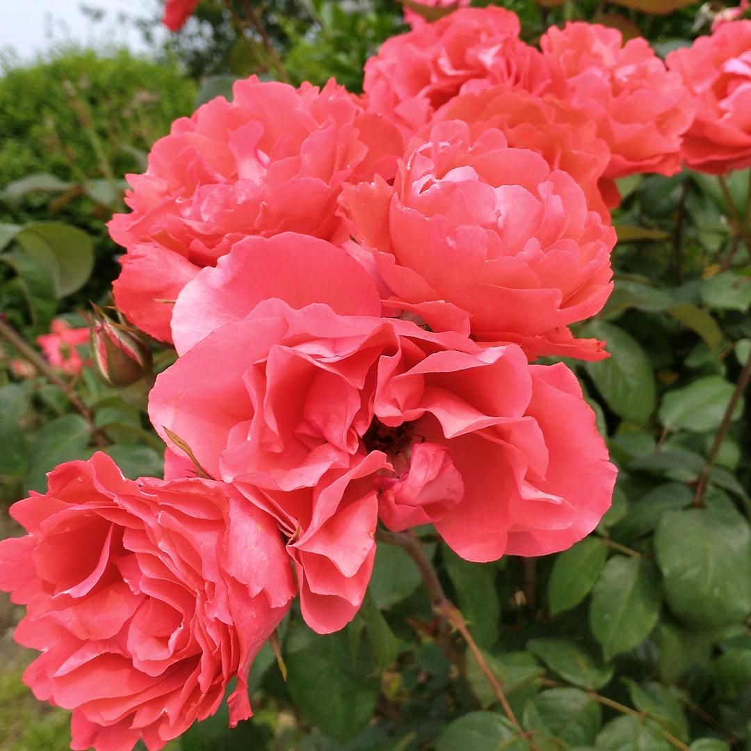 💖💖汪💖💖91世