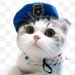 招财🐱