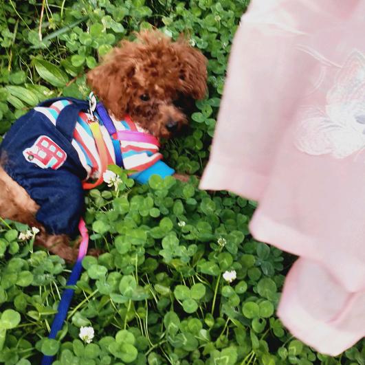 农村幺妹（六妹）