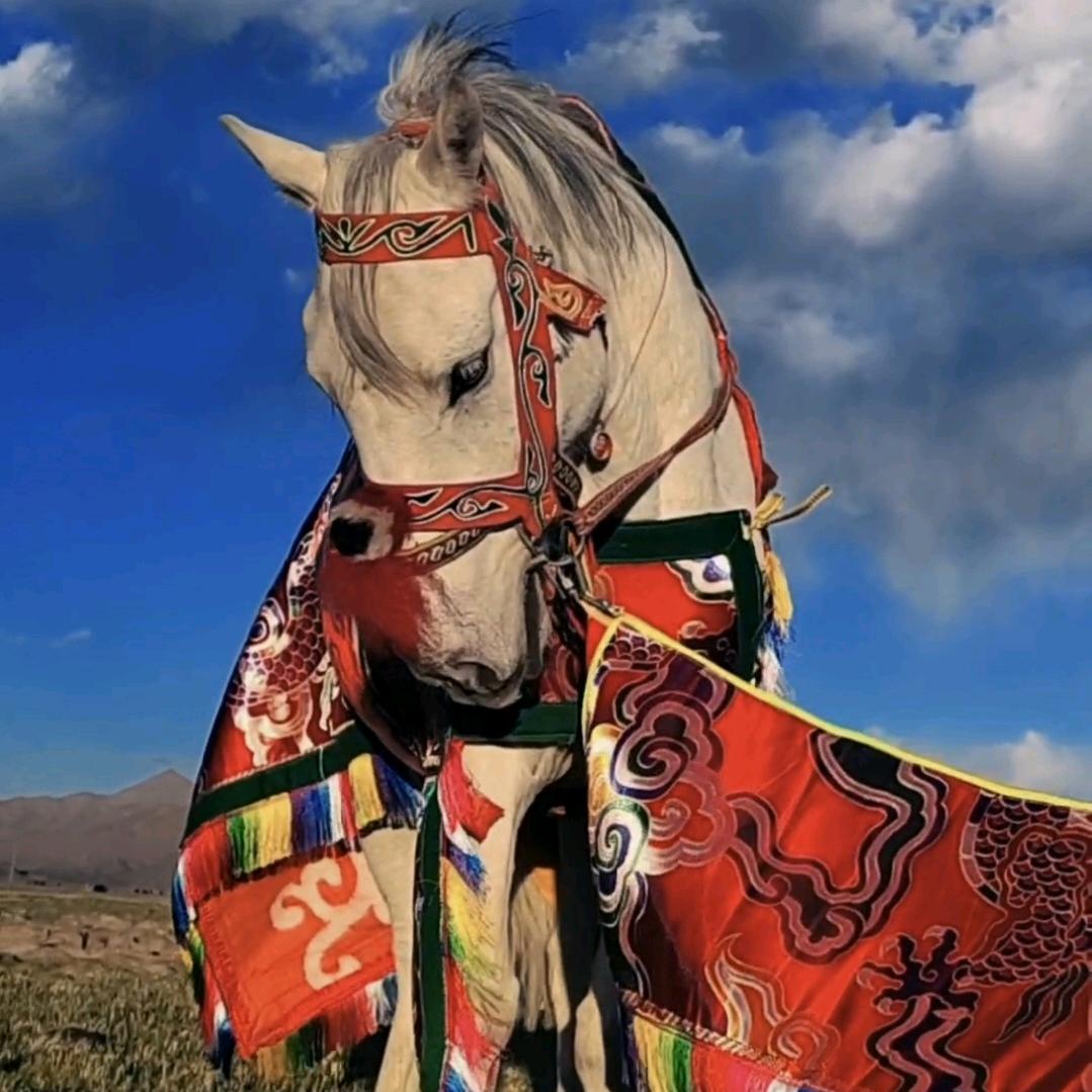 🐎马背上的藏族