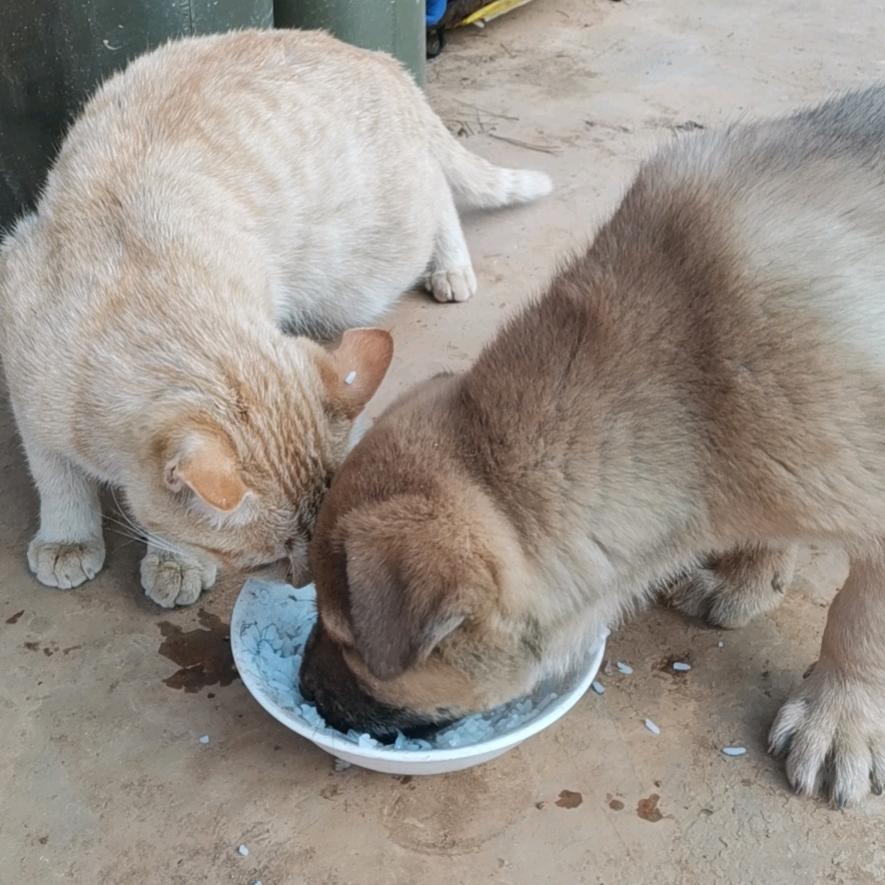 蒲漂冷水箐散养鸡🐔