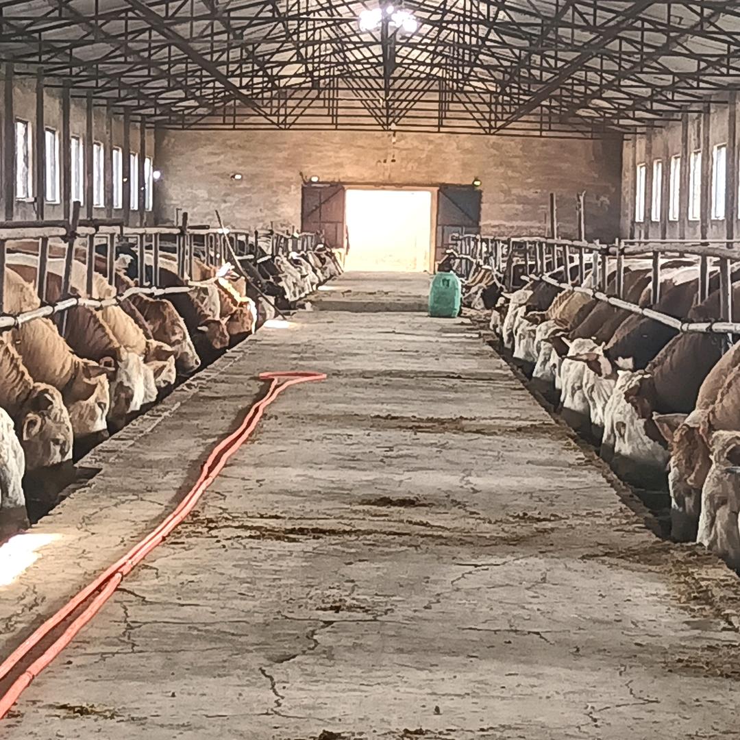 养殖肉牛《二文》🐂🐂