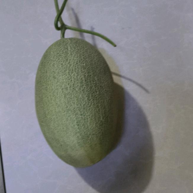 小水果~～哈密瓜大姐