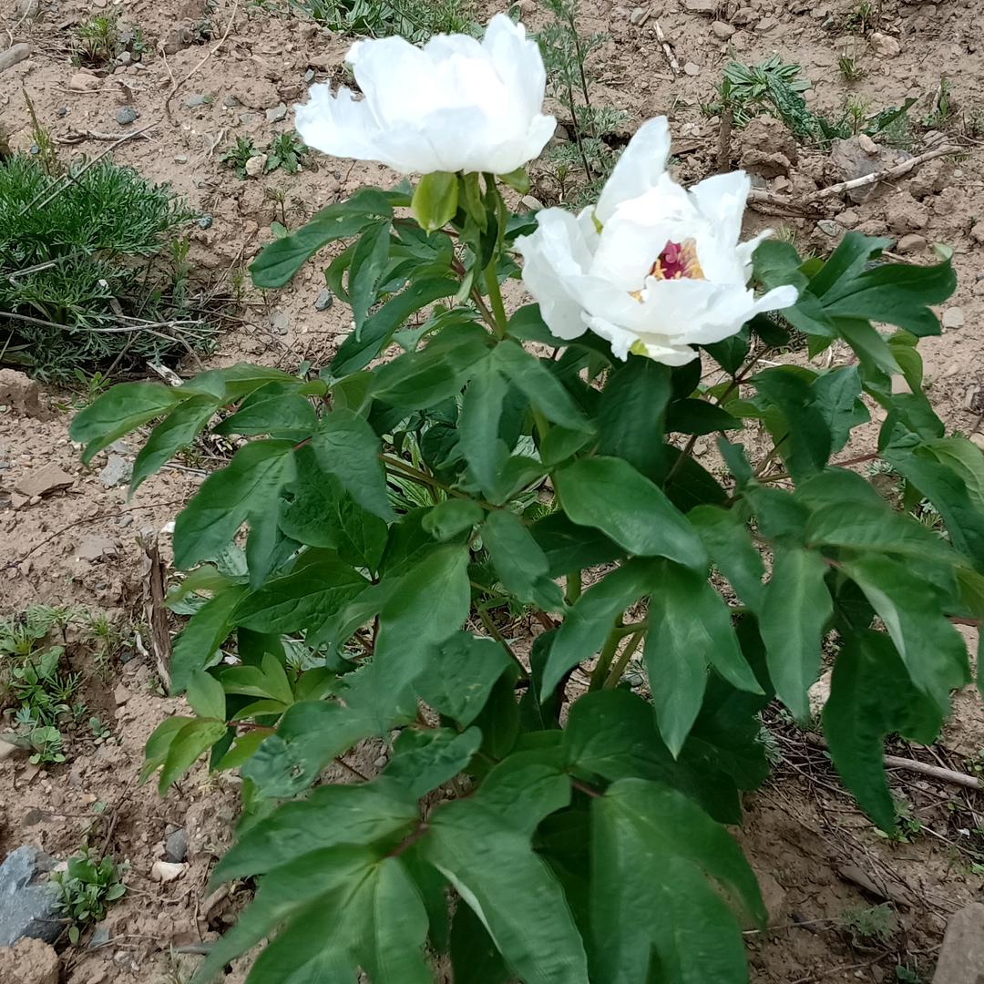 曲桑邓珠🌸🥰
