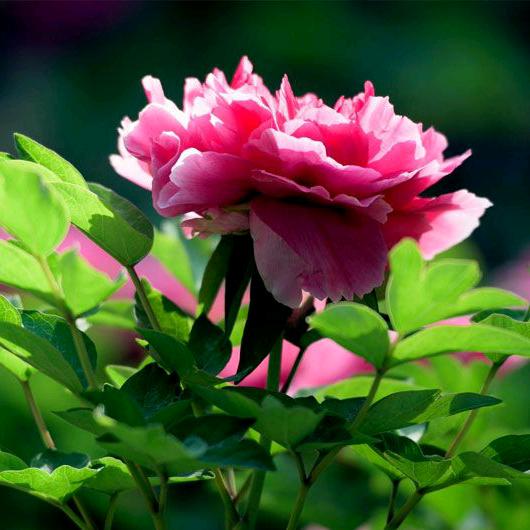 巩义通管道修马桶修水管卫生间除臭测漏水