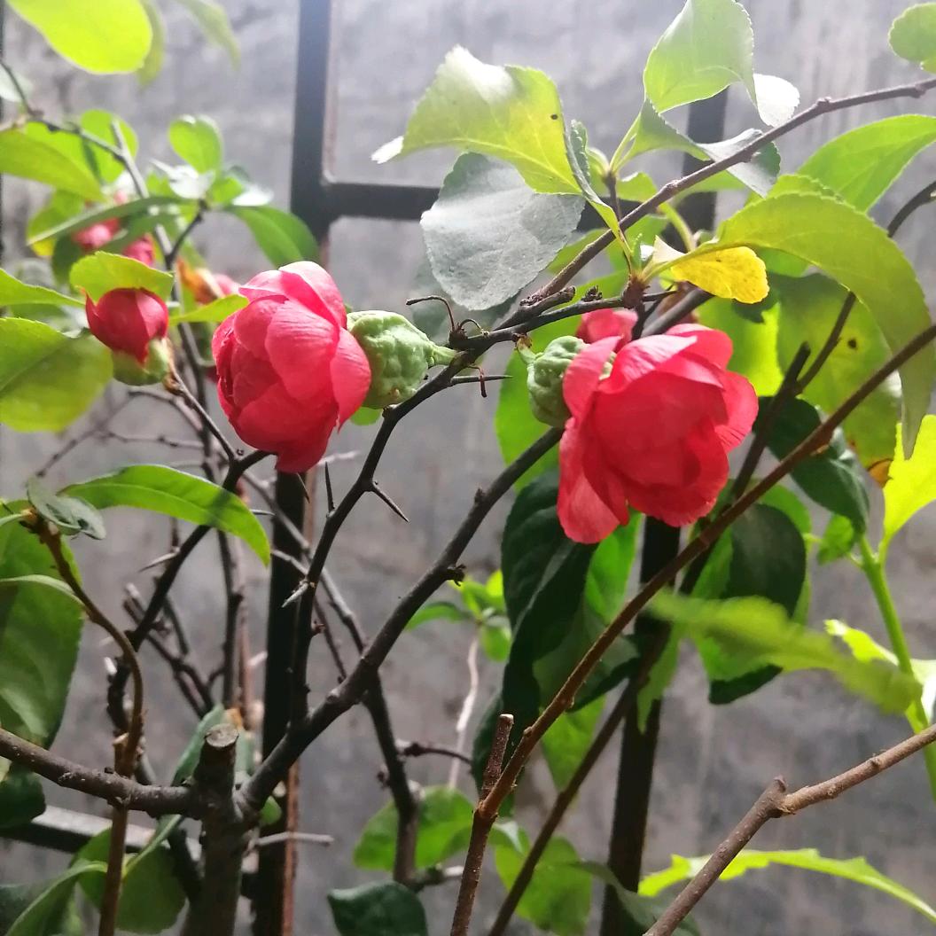 红太狼