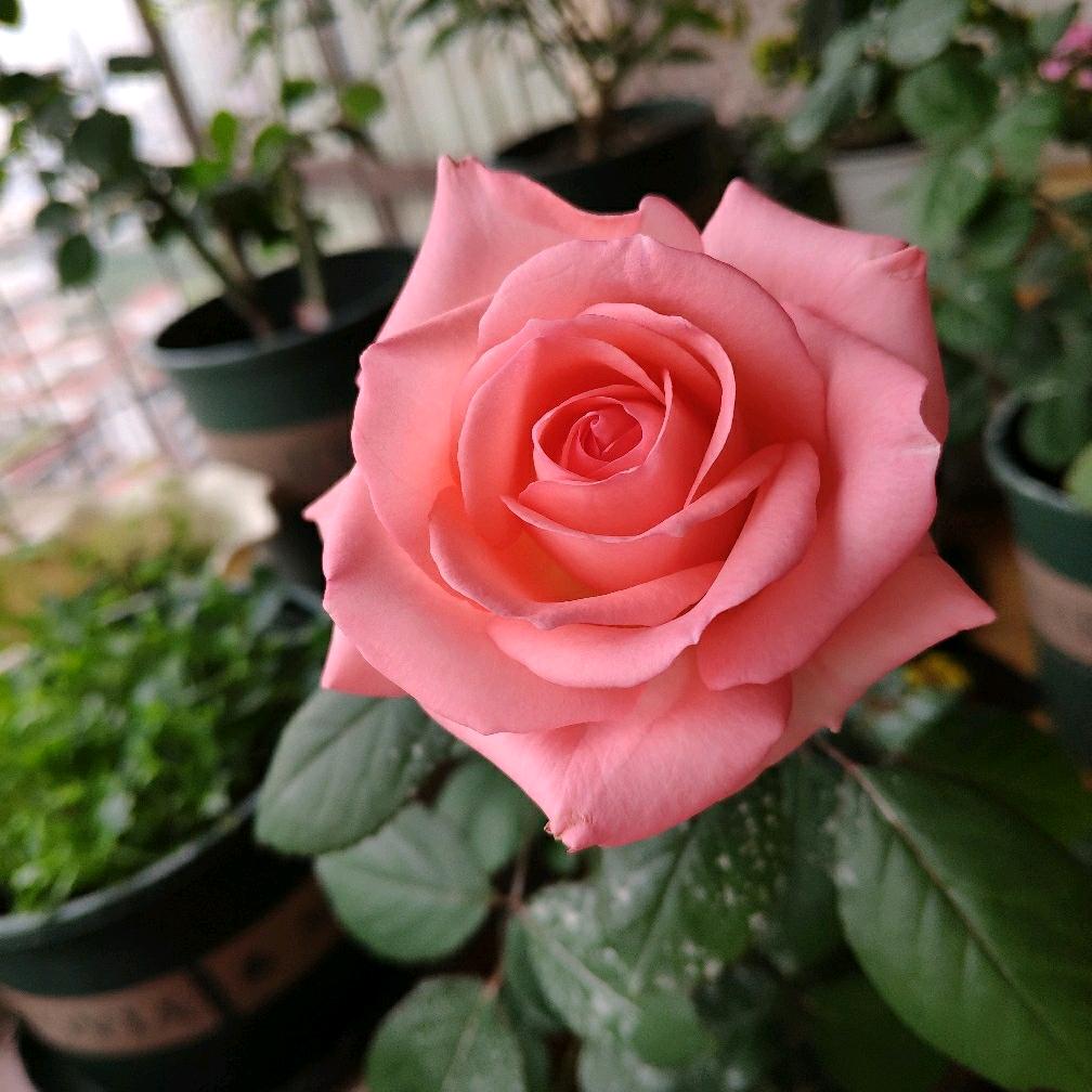 茂森爱养花